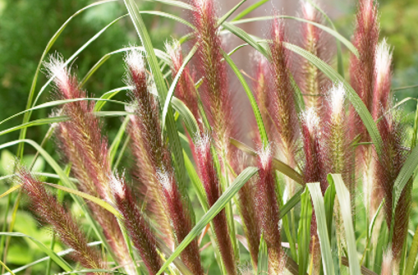 Where to buy redhead grass seed